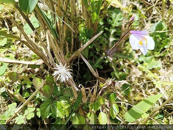 宜蘭景點/抹茶山之旅(下)/登頂抹茶山觀景平台、聖母山莊,再 宜蘭景點/抹茶山之旅(下)/登頂抹茶山觀景平台、聖母山莊,再