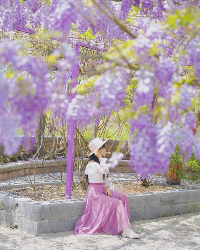 夢幻嘉義瑞里紫藤花季! ︁掌握最佳賞花期與交通秘訣輕鬆前往