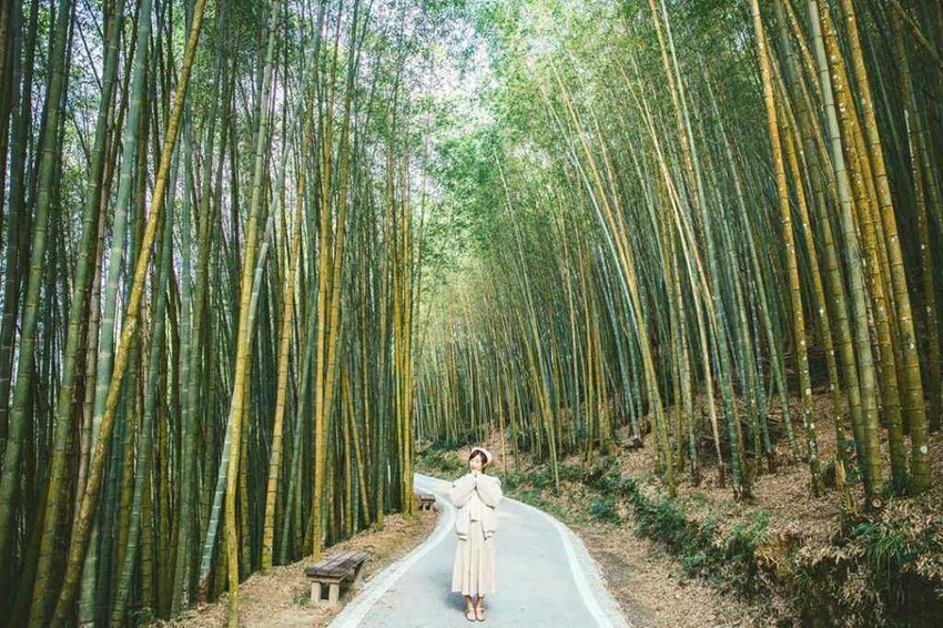 夢幻嘉義瑞里紫藤花季! ︁掌握最佳賞花期與交通秘訣輕鬆前往