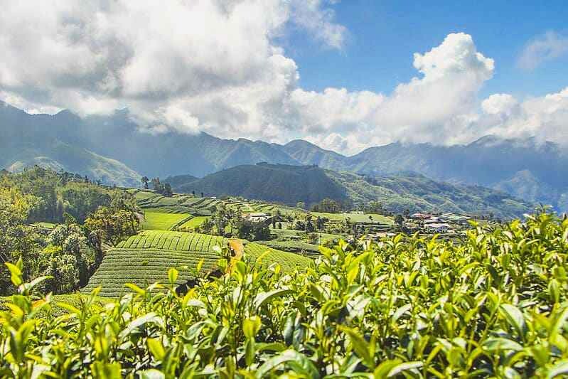 夢幻嘉義瑞里紫藤花季! ︁掌握最佳賞花期與交通秘訣輕鬆前往