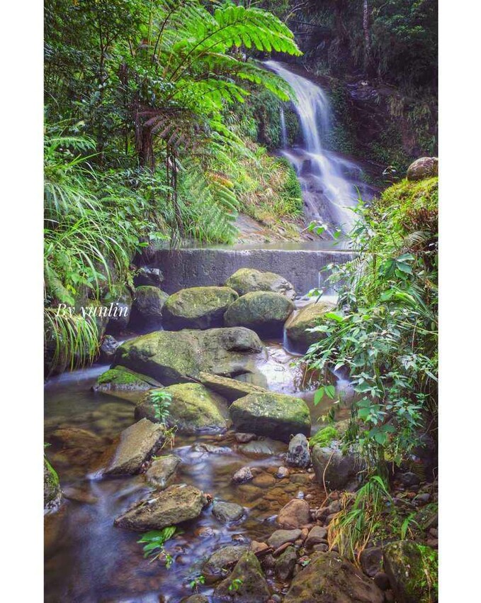 夢幻嘉義瑞里紫藤花季! ︁掌握最佳賞花期與交通秘訣輕鬆前往