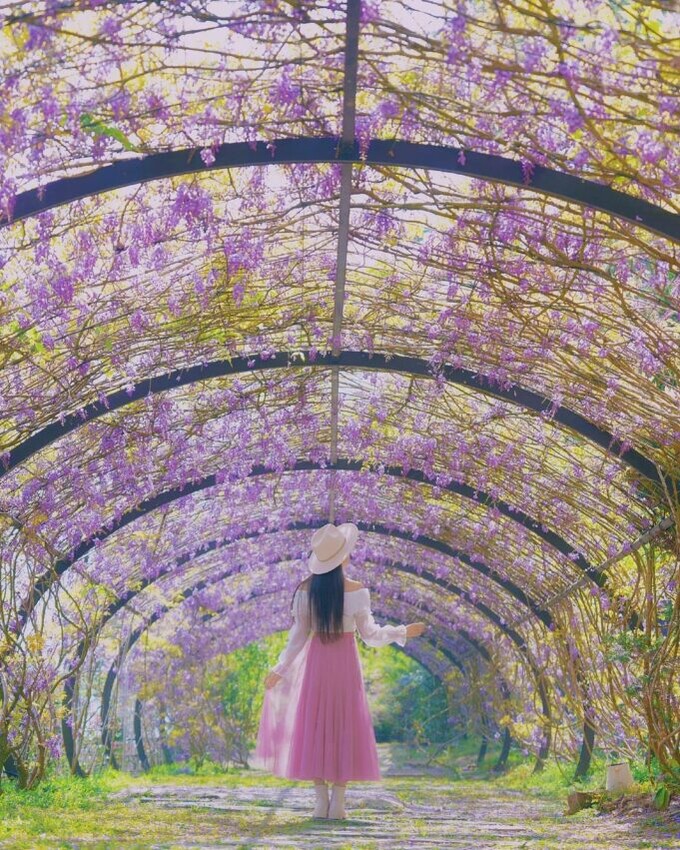 夢幻嘉義瑞里紫藤花季! ︁掌握最佳賞花期與交通秘訣輕鬆前往