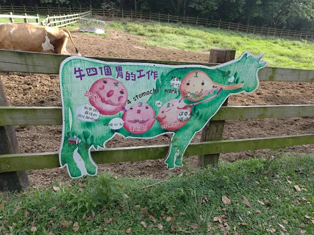 飛牛牧場 - 牧場生態區 - 乳牛生態區 飛牛牧場 - 牧場生態區 - 乳牛生態區