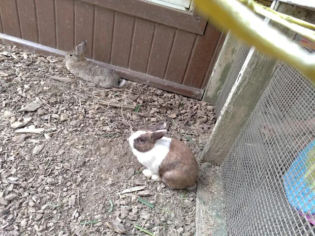 飛牛牧場 - 牧場生態區 - 兔寶寶的家 - 兔子 飛牛牧場 - 牧場生態區 - 兔寶寶的家 - 兔子