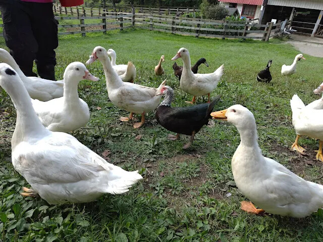 飛牛牧場 - 牧場生態區 - 乳牛媽媽的家 - 鴨子 飛牛牧場 - 牧場生態區 - 乳牛媽媽的家 - 鴨子