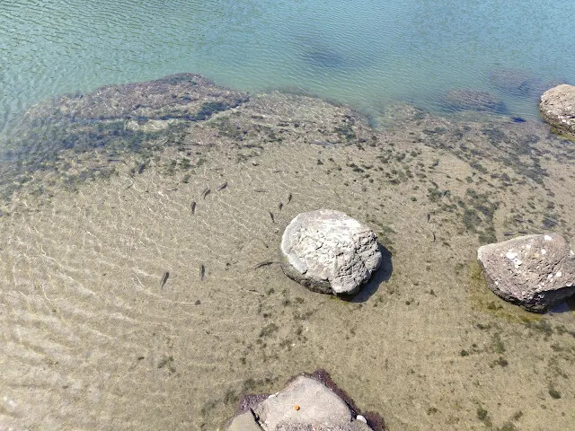 和平島地質公園 - 九曲橋 - 潮間帶