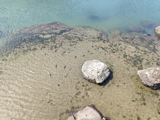 和平島地質公園 - 九曲橋 - 潮間帶