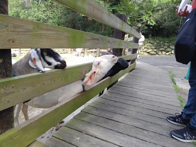 飛牛牧場 - 牧場生態區 - 黑山羊生態區 飛牛牧場 - 牧場生態區 - 黑山羊生態區