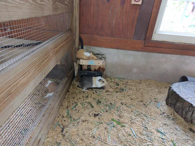 飛牛牧場 - 牧場生態區 - 兔寶寶的家 - 天竺鼠 飛牛牧場 - 牧場生態區 - 兔寶寶的家 - 天竺鼠