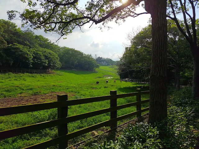 飛牛牧場 飛牛牧場
