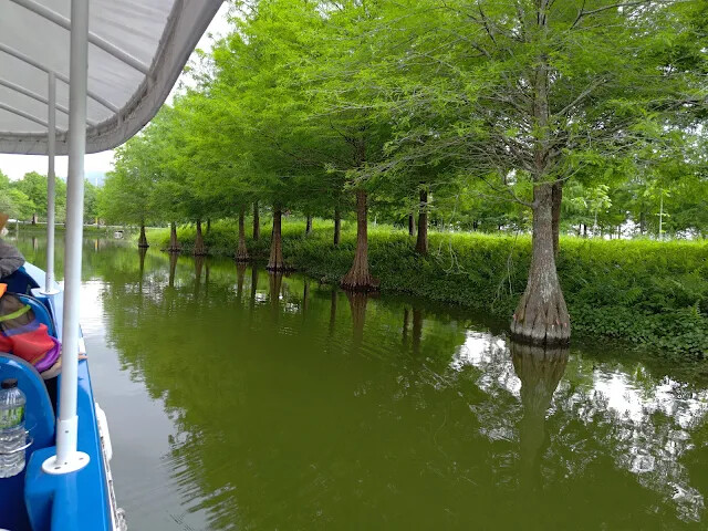 A2 水岸 - 落羽松