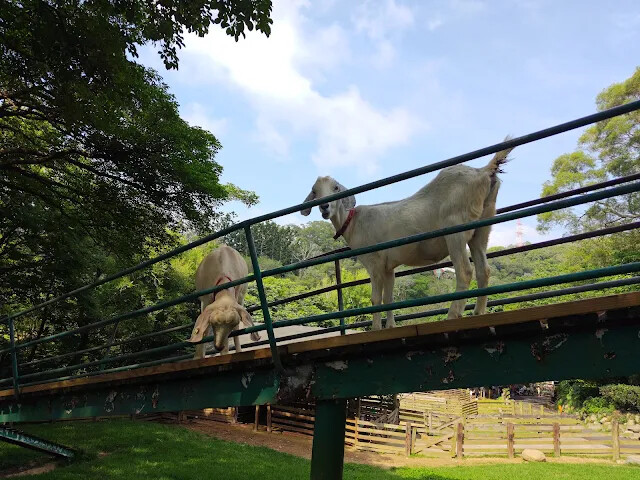 飛牛牧場 - 牧場生態區 - 黑山羊生態區 飛牛牧場 - 牧場生態區 - 黑山羊生態區
