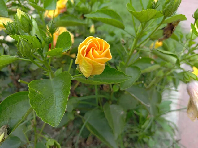 A2 水岸 - 環湖步道 - 朱槿