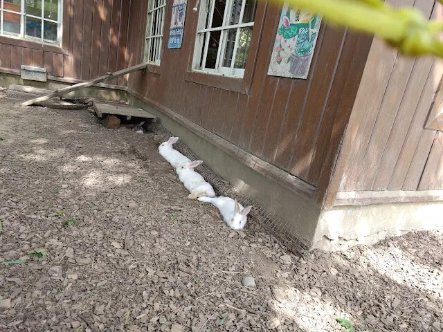 飛牛牧場 - 牧場生態區 - 兔寶寶的家 - 兔子 飛牛牧場 - 牧場生態區 - 兔寶寶的家 - 兔子