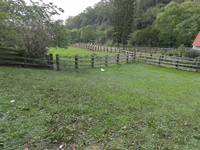 飛牛牧場 - 牧場生態區 - 乳牛媽媽的家 - 鴨子 飛牛牧場 - 牧場生態區 - 乳牛媽媽的家 - 鴨子