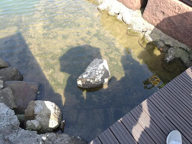 和平島地質公園 - 九曲橋 - 潮間帶 - 牡蠣