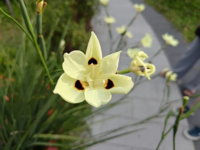 花蓮將軍府 1936 - 雙色野鳶尾