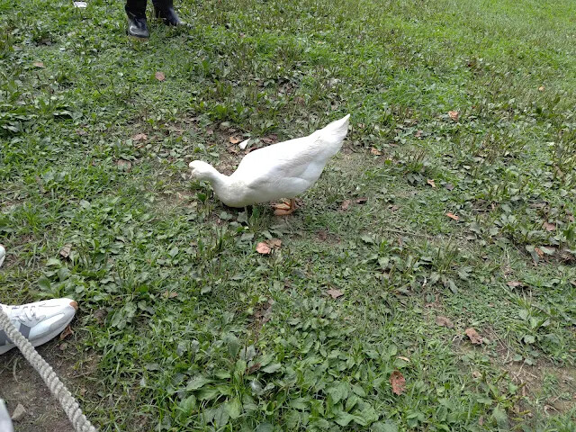 飛牛牧場 - 牧場生態區 - 乳牛媽媽的家 - 鴨子 飛牛牧場 - 牧場生態區 - 乳牛媽媽的家 - 鴨子