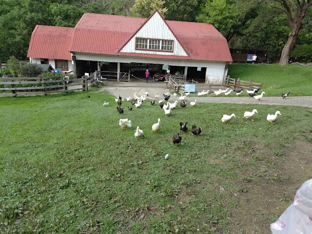 飛牛牧場 - 牧場生態區 - 乳牛媽媽的家 - 鴨子 飛牛牧場 - 牧場生態區 - 乳牛媽媽的家 - 鴨子