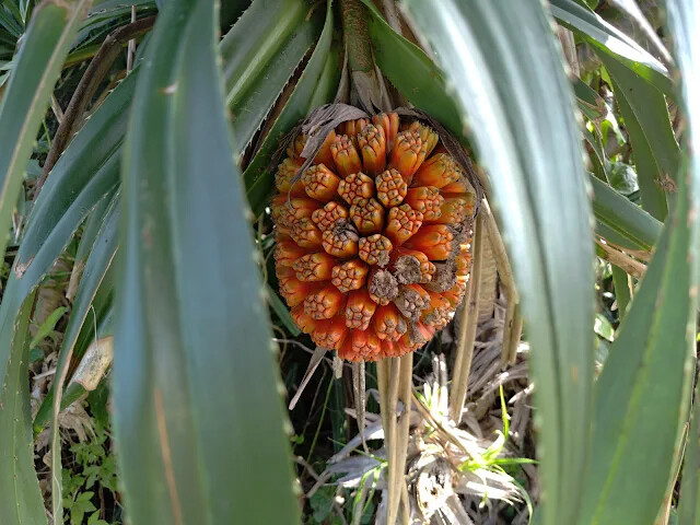 和平島地質公園 - 秘境步道 - 林投
