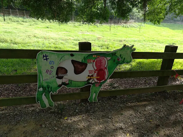 飛牛牧場 - 牧場生態區 - 乳牛生態區 飛牛牧場 - 牧場生態區 - 乳牛生態區