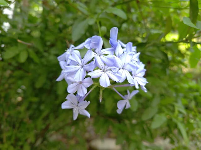 飛牛牧場 - 停車場 - 藍雪花 飛牛牧場 - 停車場 - 藍雪花