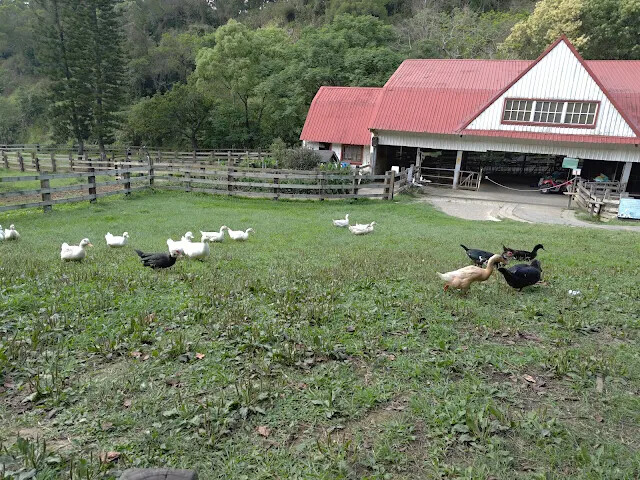 飛牛牧場 - 牧場生態區 - 乳牛媽媽的家 - 鴨子 飛牛牧場 - 牧場生態區 - 乳牛媽媽的家 - 鴨子