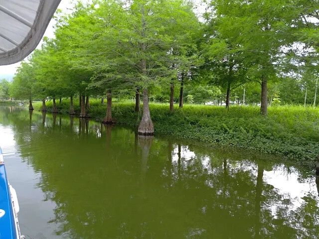 A2 水岸 - 落羽松