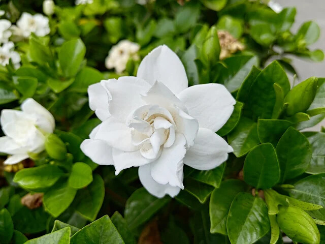 花蓮將軍府 1936 - 梔子花