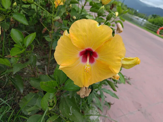 A2 水岸 - 環湖步道 - 朱槿