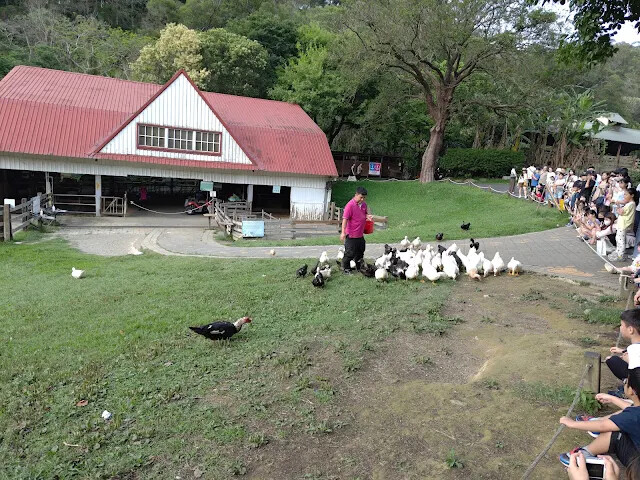 飛牛牧場 - 牧場生態區 - 乳牛媽媽的家 - 鴨子 飛牛牧場 - 牧場生態區 - 乳牛媽媽的家 - 鴨子