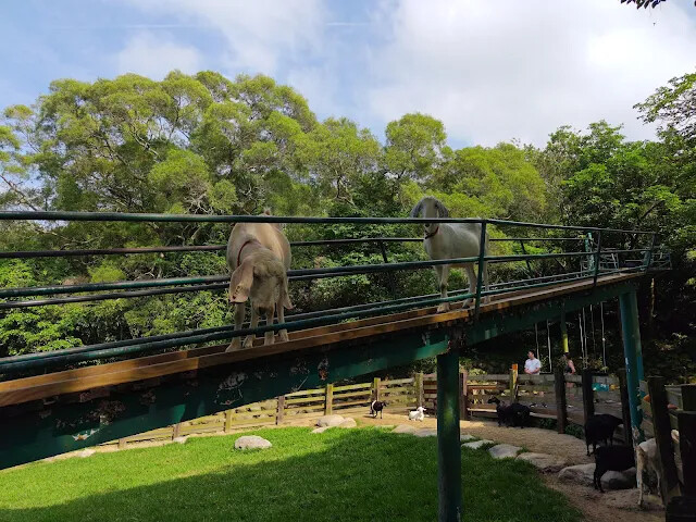 飛牛牧場 - 牧場生態區 - 黑山羊生態區 飛牛牧場 - 牧場生態區 - 黑山羊生態區