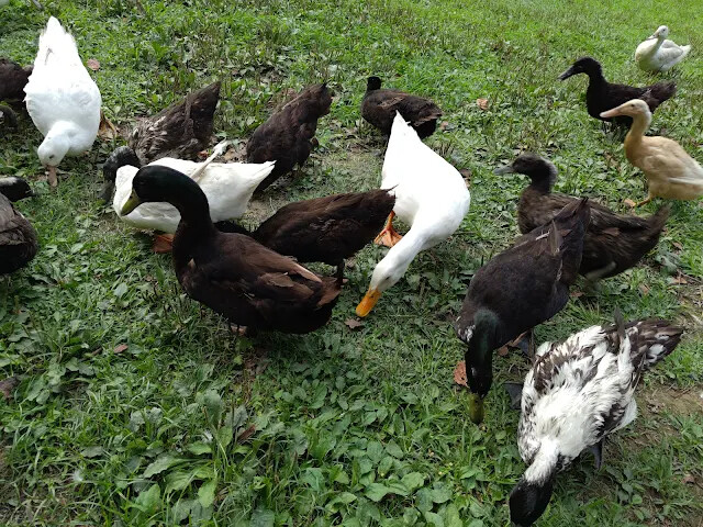 飛牛牧場 - 牧場生態區 - 乳牛媽媽的家 - 鴨子 飛牛牧場 - 牧場生態區 - 乳牛媽媽的家 - 鴨子