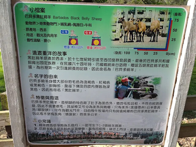 飛牛牧場 - 牧場生態區 - 綿羊生態區 - 巴貝多黑肚綿羊 飛牛牧場 - 牧場生態區 - 綿羊生態區 - 巴貝多黑肚綿羊