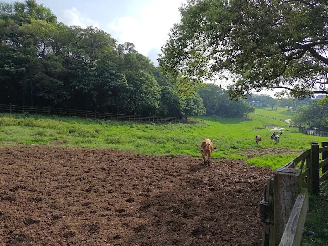 飛牛牧場 - 牧場生態區 - 乳牛生態區 飛牛牧場 - 牧場生態區 - 乳牛生態區