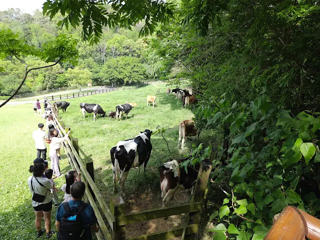 飛牛牧場 - 牧場生態區 - 乳牛生態區 飛牛牧場 - 牧場生態區 - 乳牛生態區