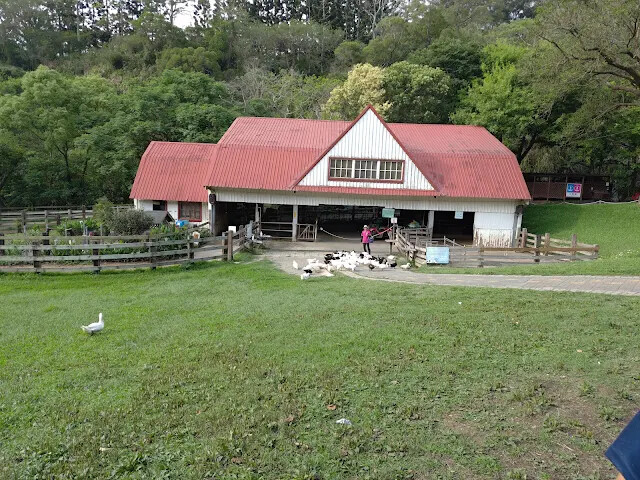 飛牛牧場 - 牧場生態區 - 乳牛媽媽的家 - 鴨子 飛牛牧場 - 牧場生態區 - 乳牛媽媽的家 - 鴨子