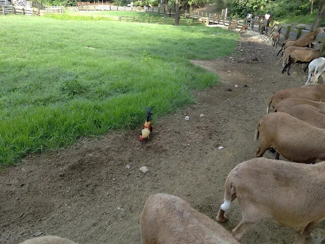 飛牛牧場 - 牧場生態區 - 綿羊生態區 - 放山雞 飛牛牧場 - 牧場生態區 - 綿羊生態區 - 放山雞