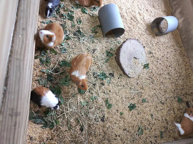 飛牛牧場 - 牧場生態區 - 兔寶寶的家 - 天竺鼠 飛牛牧場 - 牧場生態區 - 兔寶寶的家 - 天竺鼠