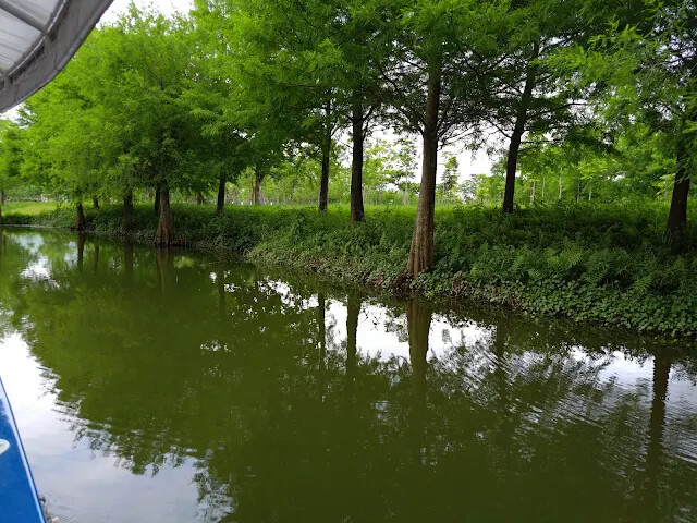 A2 水岸 - 落羽松