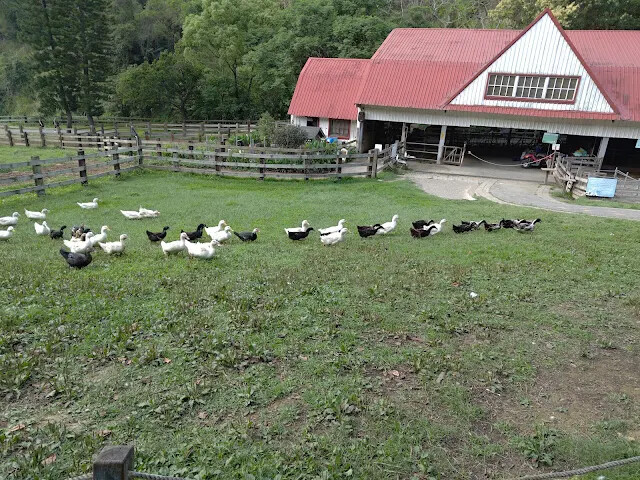 飛牛牧場 - 牧場生態區 - 乳牛媽媽的家 - 鴨子 飛牛牧場 - 牧場生態區 - 乳牛媽媽的家 - 鴨子