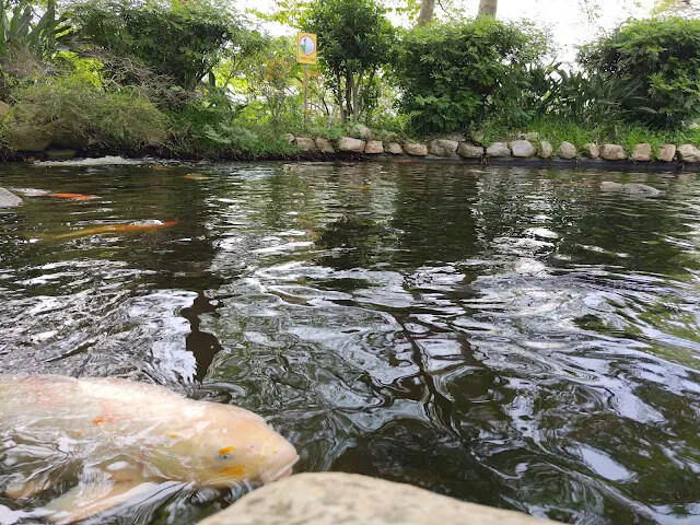 飛牛牧場 - 中心服務區 - 小池塘 - 鯉魚 飛牛牧場 - 中心服務區 - 小池塘 - 鯉魚