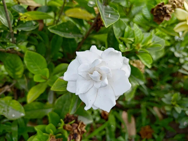 花蓮將軍府 1936 - 梔子花