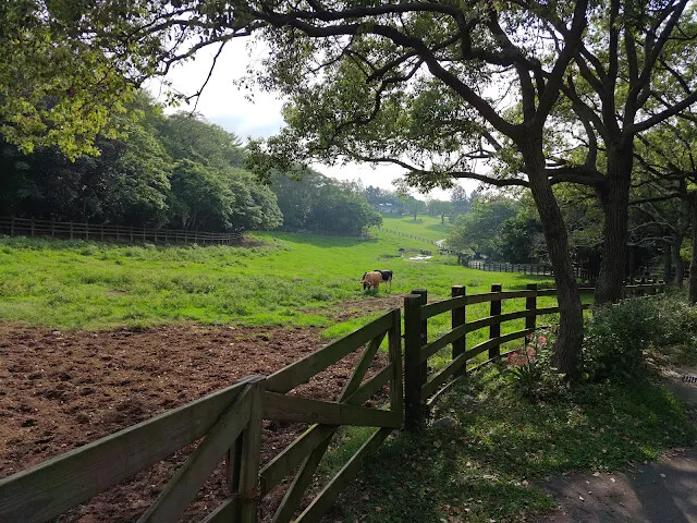 飛牛牧場 - 牧場生態區 - 乳牛生態區 飛牛牧場 - 牧場生態區 - 乳牛生態區