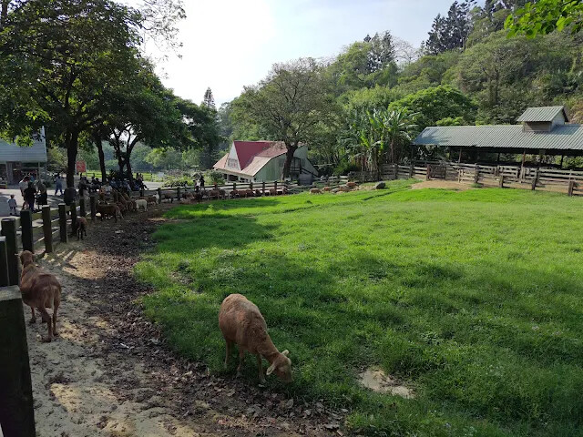 飛牛牧場 - 牧場生態區 - 綿羊生態區 - 巴貝多黑肚綿羊 飛牛牧場 - 牧場生態區 - 綿羊生態區 - 巴貝多黑肚綿羊