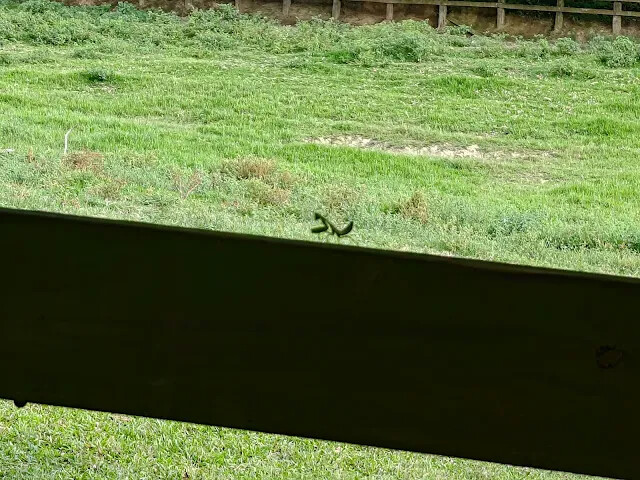 飛牛牧場 - 牧場生態區 - 乳牛生態區 飛牛牧場 - 牧場生態區 - 乳牛生態區