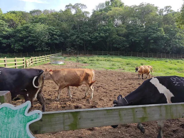 飛牛牧場 - 牧場生態區 - 乳牛生態區 飛牛牧場 - 牧場生態區 - 乳牛生態區