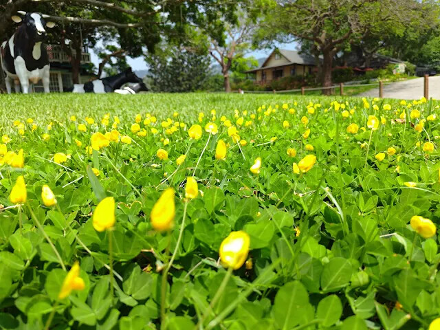 飛牛牧場 - 中心服務區 - 乳牛雕像廣場 - 蔓花生 飛牛牧場 - 中心服務區 - 乳牛雕像廣場 - 蔓花生