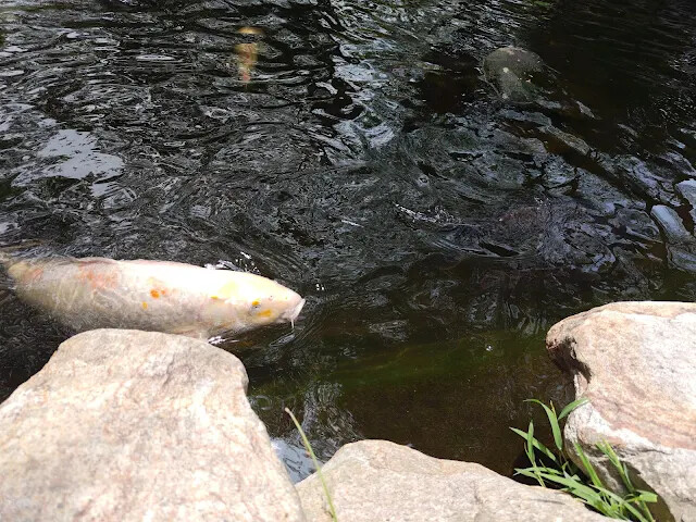 飛牛牧場 - 中心服務區 - 小池塘 - 鯉魚 飛牛牧場 - 中心服務區 - 小池塘 - 鯉魚