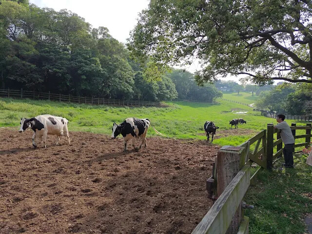飛牛牧場 - 牧場生態區 - 乳牛生態區 飛牛牧場 - 牧場生態區 - 乳牛生態區